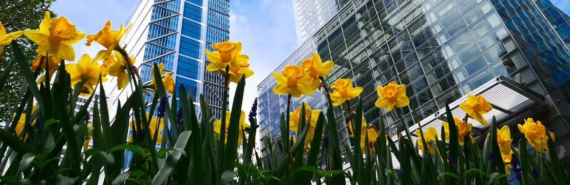 Flowers in bloom in front of city buildings. 